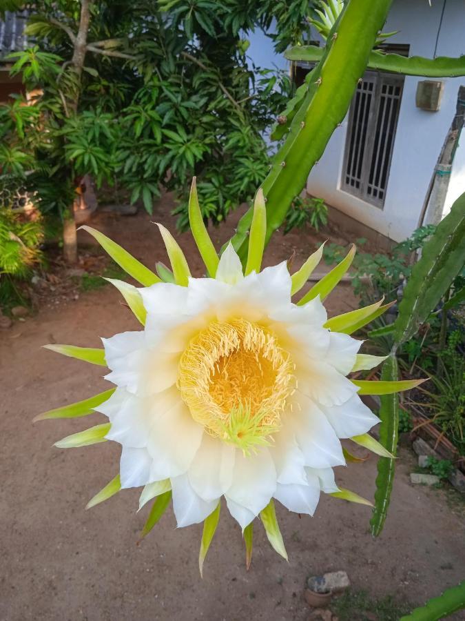 Sanaya Homestay Tangalle Bagian luar foto